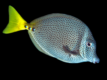 Yellowtail Tang