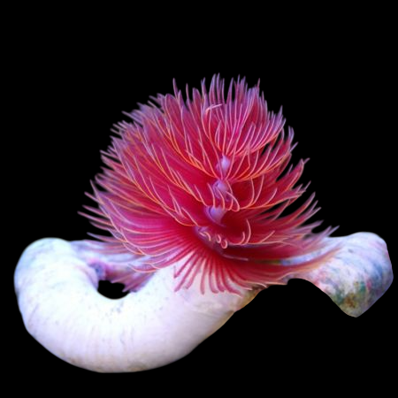 Pink Hardtube Coco Worm