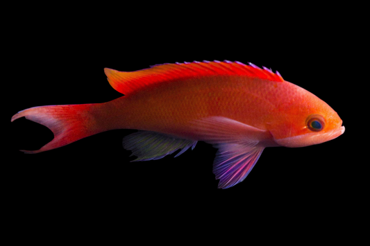 Red Bar Anthias