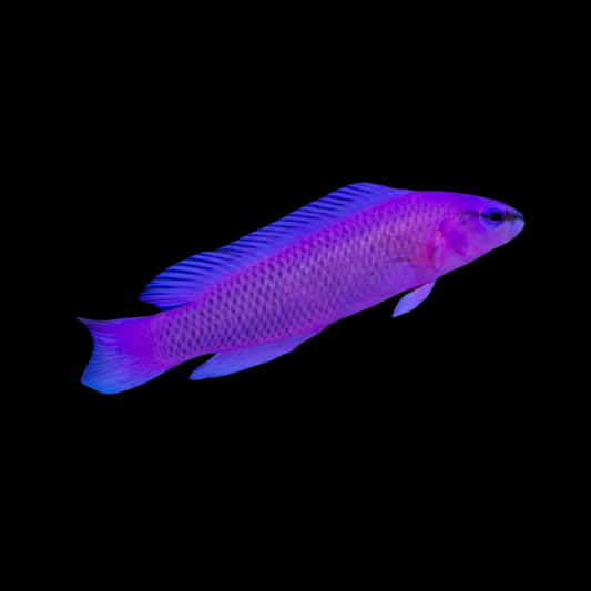 Fridmani Dottyback