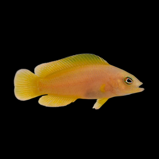 Yellow Dottyback