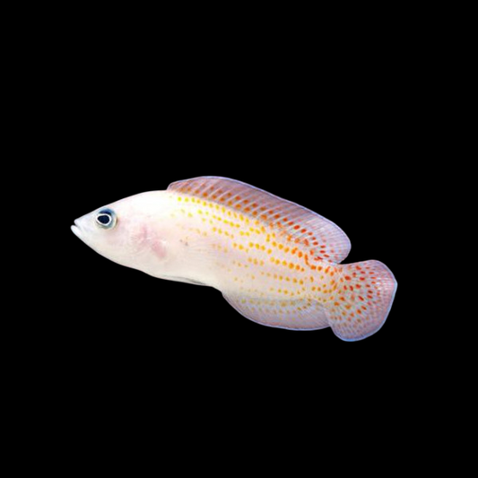 Red Spotted