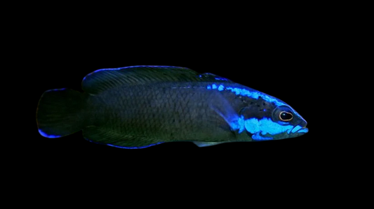 Springeri Dottyback