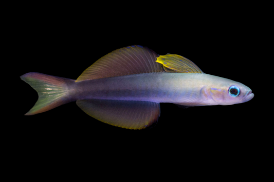 Scissortail Goby
