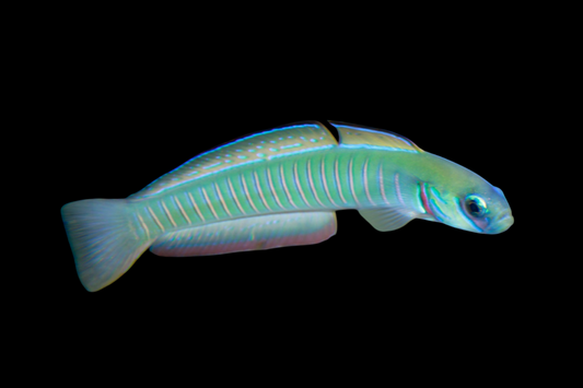 Chinese Zebra Bar Dartfish