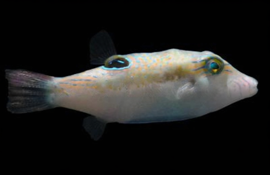 Shortnose Pufferfish