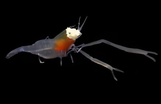 Crown Shrimp
