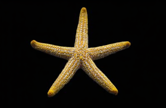 Orange Ridge Sea Star