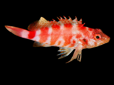Red Bar Hawkfish