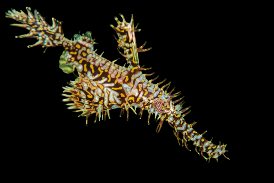 Ghost Weedy Pipefish