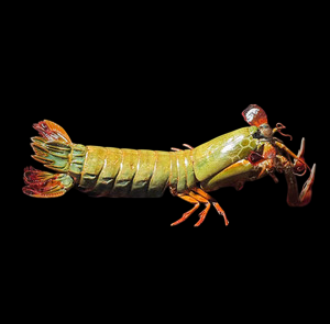Colored Mantis Shrimp