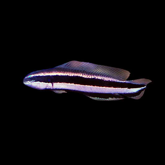 Striped Dottyback
