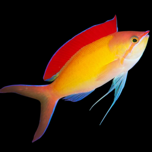 Dispar Anthias