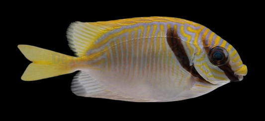 Two Bar Rabbitfish