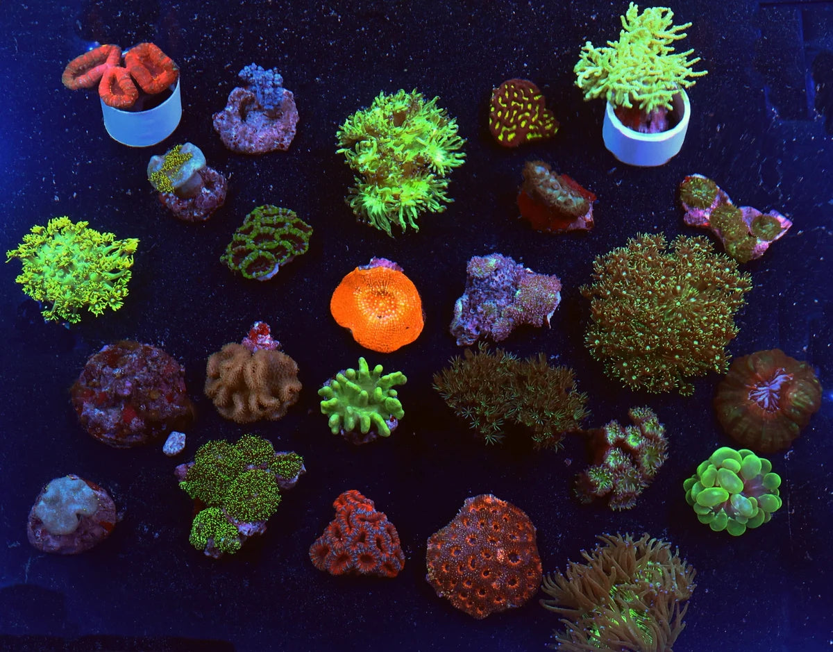 Assorted Corals (Small size)