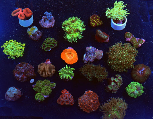 Assorted Corals (Small size)
