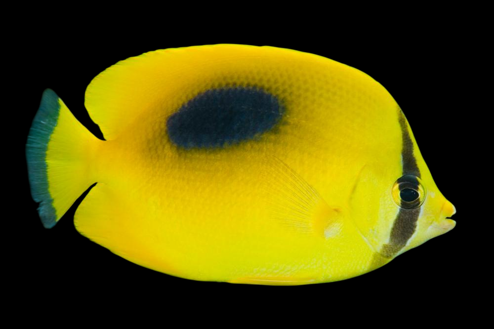 Mirror Butterflyfish – International Aquatics
