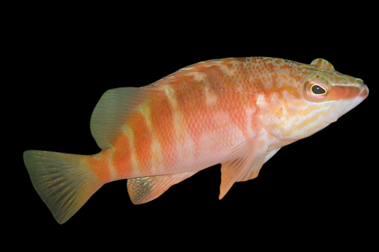 Macculloch's Hawkfish