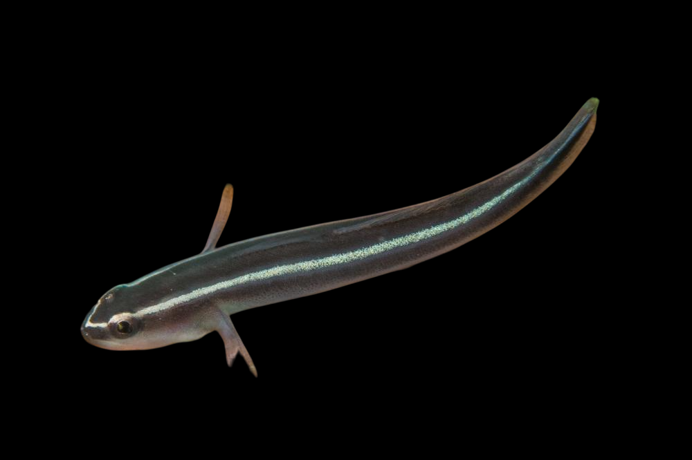 Broadstripe Goby