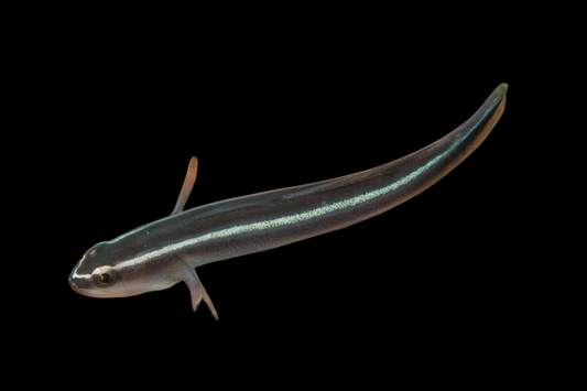 Broadstripe Goby