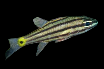 Truncate Cardinalfish