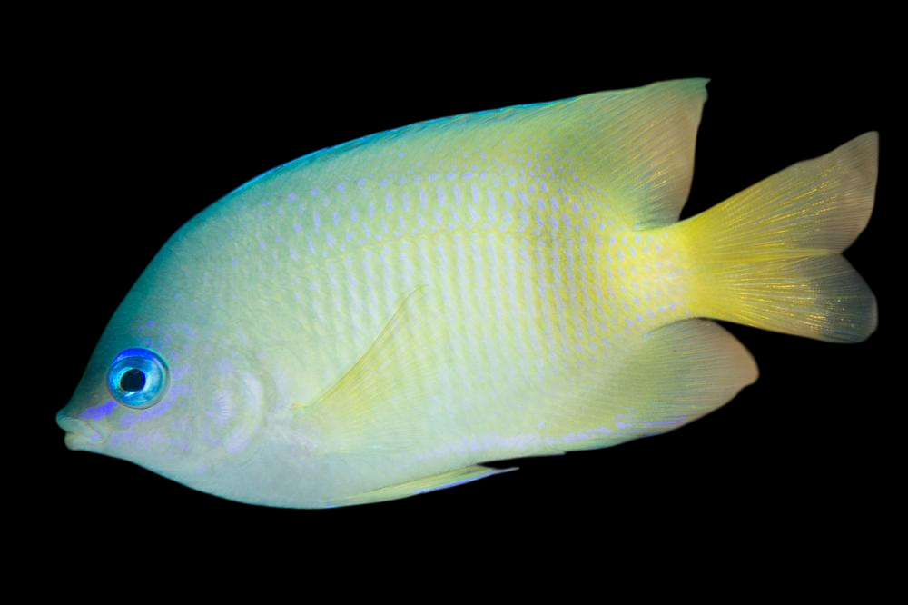 Johnston Island Damselfish
