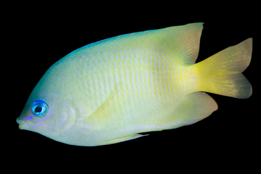 Johnston Island Damselfish