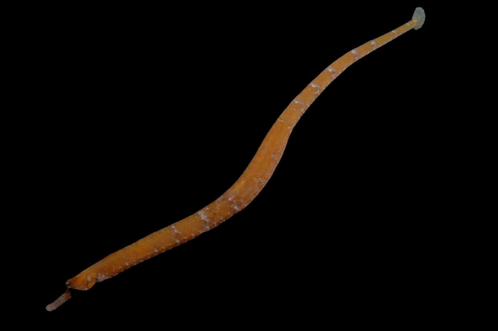 Stubnose