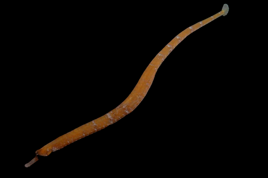 Stubnose