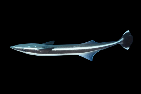 Remora