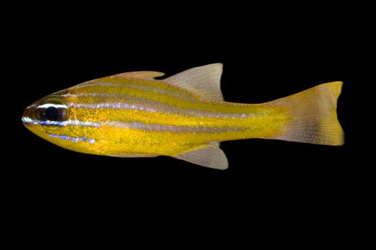 Yellow Cardinalfish