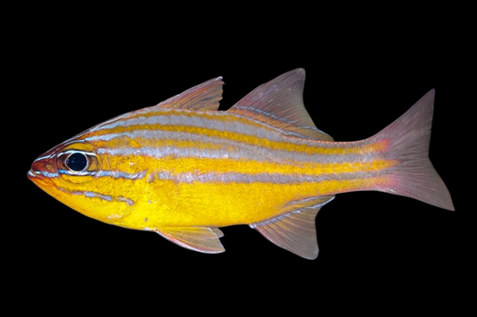 Yellow Striped Cardinalfish