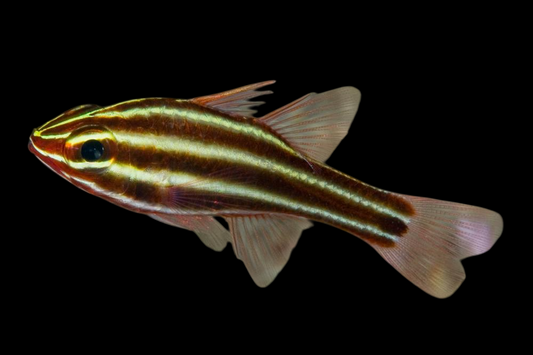 Blackstripe Cardinalfish