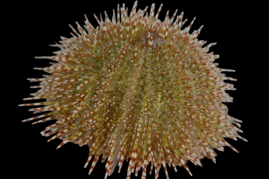 Pincushion, Green