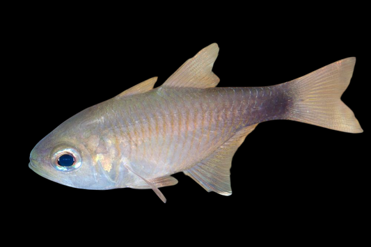 Dusky Tailed Cardinalfish
