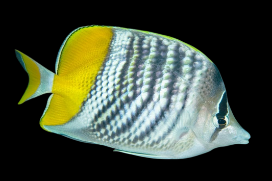 Mertensii Butterflyfish