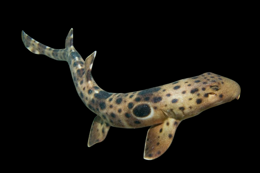 Epaulette Shark