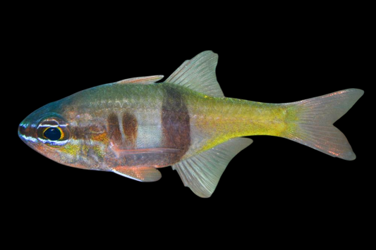 Girdled Cardinalfish