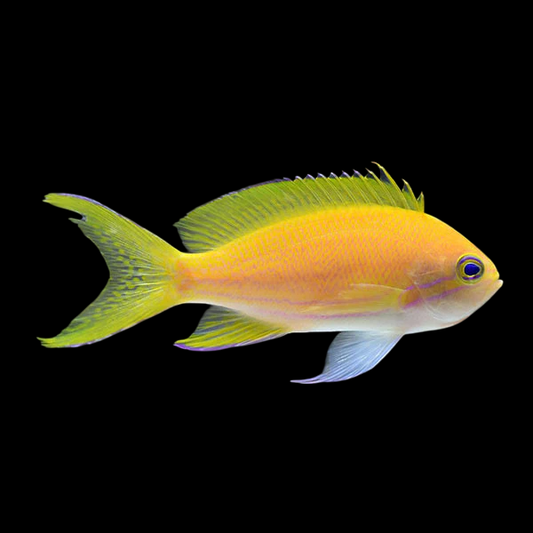 Squareback Anthias