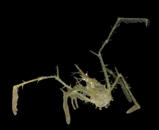 Decorator Arrow Crab