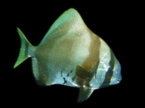 Humpback Batfish