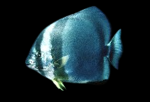 Orbicular Batfish
