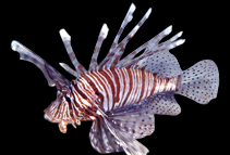 Miles Lionfish