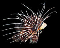 Radiata Lionfish