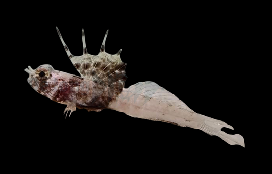 Scaleless Shrimpgoby