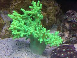 Sinularia sp. w/scleractinia