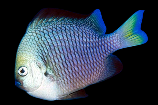 Yellowtail Damselfish