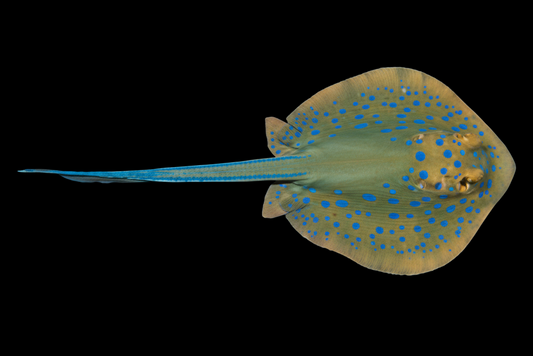 Blue Spotted Stingray