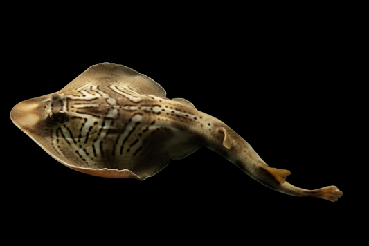 Eastern Fiddler Stingray