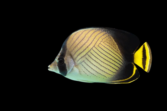 Indian Vagabond Butterflyfish